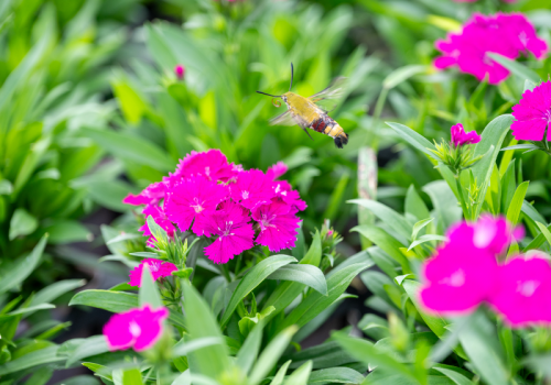 石川花園では年間15種類前後の花を育てています！