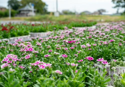 お花を直接購入していただくことも可能です♪