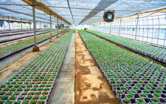 少しでも良い状態で届けられるように、心を配って育てています。