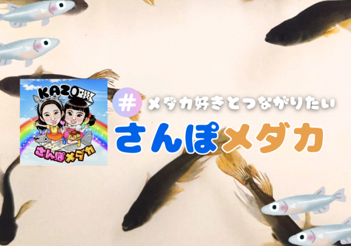 さんぽメダカ｜加須市のメダカ専門店 イベント出展も