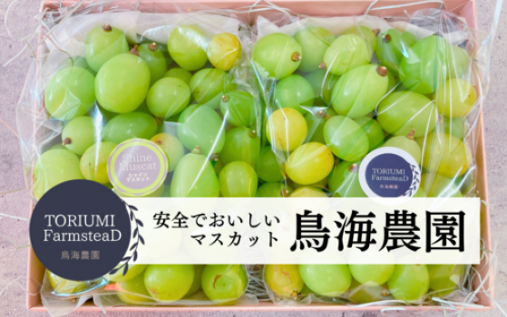安全で糖度の高いシャインマスカットを、心をこめて作っています！