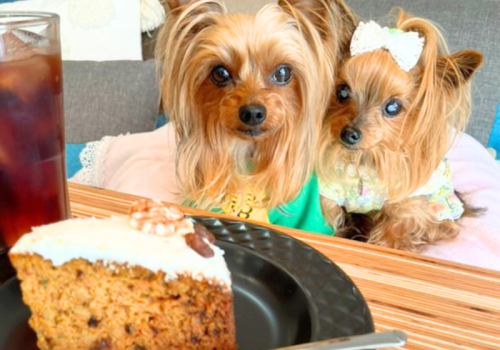 ワンちゃん連れの方もそうでない方もお気軽にご来店ください！