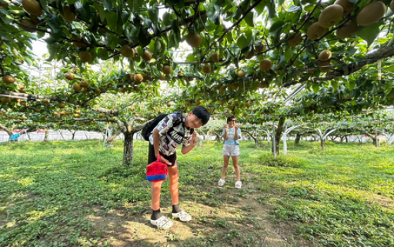 川辺果樹園の自慢の梨をぜひご賞味ください