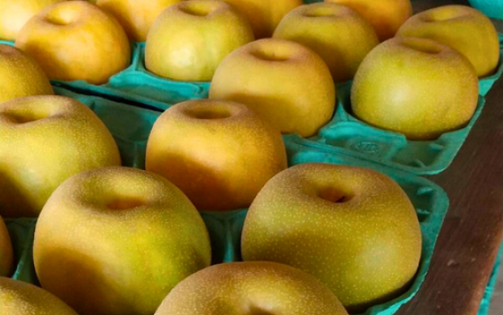 当園では幸水、彩玉、豊水など五品種の梨を栽培しています