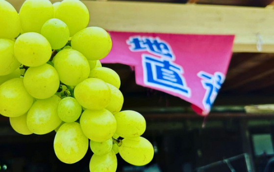 梨のほかにもシャインマスカットやお米も作っています