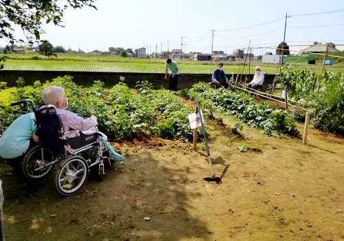 野菜づくりのプロ（利用者様）と一緒に多数の野菜をつくっています！