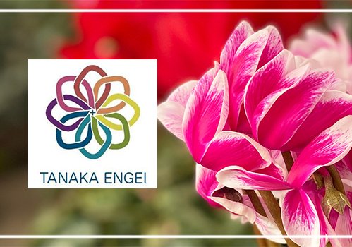 田中園芸は創業以来50年間、シクラメンを中心とした鉢物生産に携わっています。