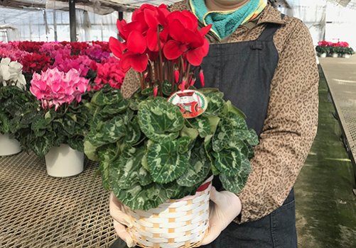 シクラメン5号鉢号(鉢直径約15cm)です。