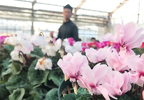 シクラメンは、創業より生産直売を行っており、新鮮かつ高品質なものをお届けしています。