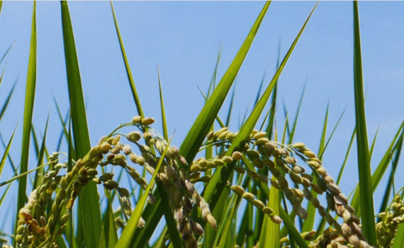 全生産量中僅か数パーセントほどの貴重な農薬不使用米。