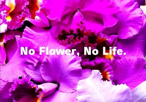 花のない人生なんてNO!　彩りのある毎日を。
