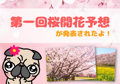 No.097　【速報】桜の開花予想の第一報が到着！気になる加須の開花時期は・・・？