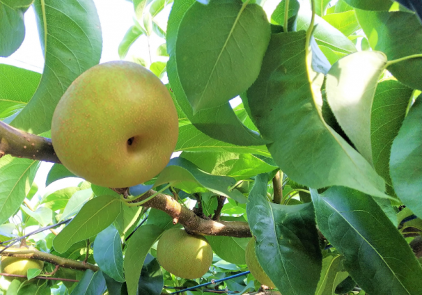 栽培中の梨